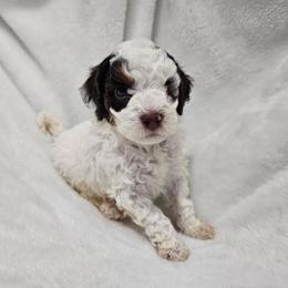 Mossy - Phantom male Poodle puppy in Puyallup, Washington from Pure Parti Poodles