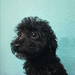 Divine - Black female Poodle puppy in Neosho, Missouri from Star Light Pups