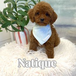 Natique - Red  male Goldendoodle puppy in Buford, Georgia from Petite Posh Puppies