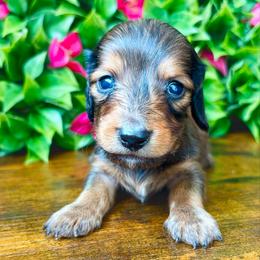 Zander 3200 - Red male Dachshund puppy in Sylvania, Alabama from Yancey’s Doxies