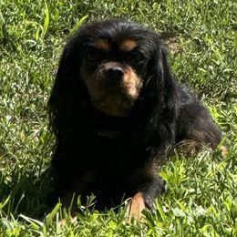 Coco - Cavalier King Charles Spaniel