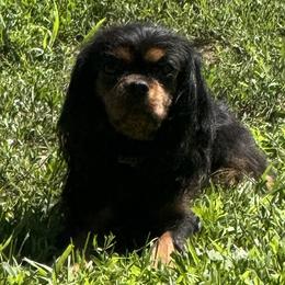 Coco - Cavalier King Charles Spaniel