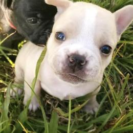 French Bulldogs from Odessa’s Frenchie