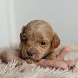 Orange - Apricot female Australian Labradoodle puppy in Williamstown, New York from Lewis Manor Labradoodles