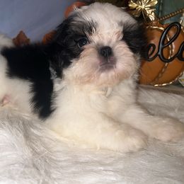 Riley - Tricolor male Shih Tzu puppy in Tenino, Washington from Fantasy Realm Shih Tzus