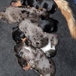 Dachshund puppies from ANQ Dachshunds