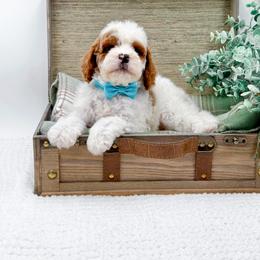 Denver - Red male Cavapoo puppy in Statesville, North Carolina from Doodle Babies