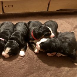 Bernese Mountain Dog Puppies from Willow Wood Bernese