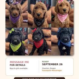Latte - Black female Goldendoodle puppy in Salem, Oregon from Capital Doodles