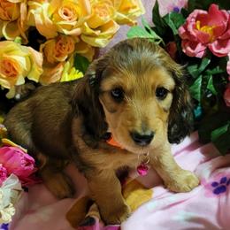 Dachshund Puppies from CLARK'S BREEDING PROGRAM