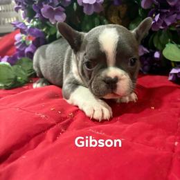 Gibson (boy 2) - Blue male French Bulldog puppy in Cabool, Missouri from Shannon French Bulldogs