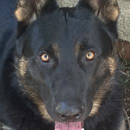 Knox - German Shepherd