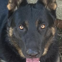 Knox - German Shepherd