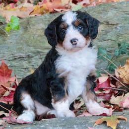 Caramel - Tri-color female Bernedoodle puppy in Lancaster, Pennsylvania from Homestead Bernedoodles
