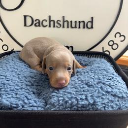 Aladdin 3 - Fawn (isabella) and tan male Dachshund puppy in Scottdale, Pennsylvania from Our Sweet Dachshund Farm