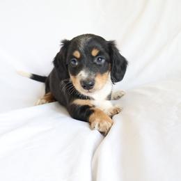 Leo - Piebald male Dachshund puppy in Fredericksburg, Ohio from William's Dachshunds