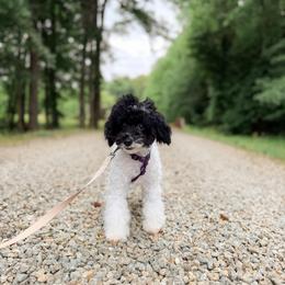 Pooh Bear - Parti male Poodle puppy in Chapel Hill, North Carolina from Cyndi’s Poodles