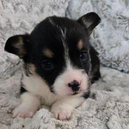 MM-3 - Black and tan male Pembroke Welsh Corgi puppy in Ely, Minnesota from RJ's Corgis