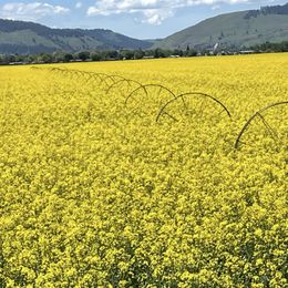 No girl 5 - Black female Toy Australian Shepherd puppy in La Grande, Oregon from Larsen's Toy Aussies