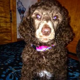 Poodle Puppies from Authentic Poodle Co