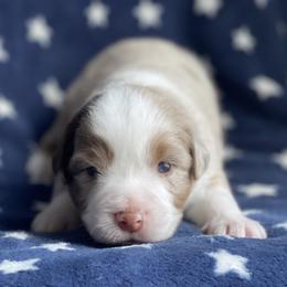 Jace - Red merle male Miniature Australian Shepherd puppy in Wesley Chapel, Florida from August Oaks Aussies