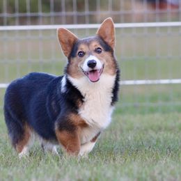American Corgi, Border Collie, and Pembroke Welsh Corgi All Grown Up from Cowtown Corgis & Border Collies