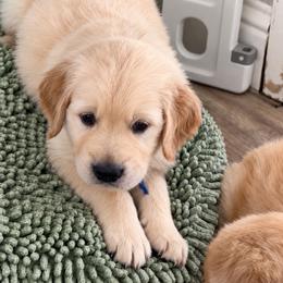 Iceman - Golden male Golden Retriever puppy in Fresno, California from Warwick’s Central California Goldens