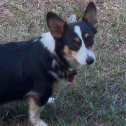 Chela - Black and tan female Pembroke Welsh Corgi puppy in Summerfield, Florida from Promise Land Farm