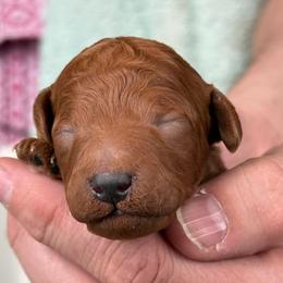 Light blue - Red  male Goldendoodle puppy in Herriman, Utah from Sunnydoodle Utah
