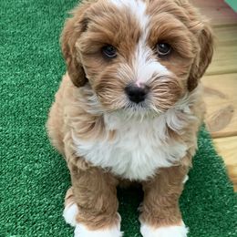 Australian Labradoodle Puppies from Integrity Labradoodles