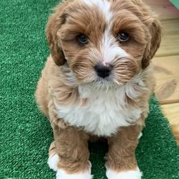 Australian Labradoodle Puppies from Integrity Labradoodles