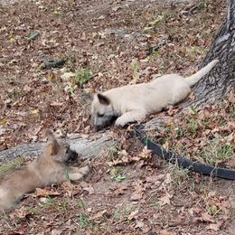Australian Terrier and Cairn Terrier Puppies from Cedar Forrest Terriers LLC (Cairns & Australian Terriers)
