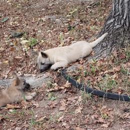 Australian Terrier and Cairn Terrier Puppies from Cedar Forrest Terriers LLC (Cairns & Australian Terriers)