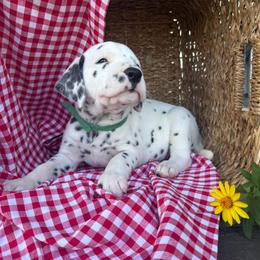 Tater - White and black male Dalmatian puppy in Tulsa, Oklahoma from White House Dals