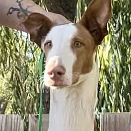 Jefe - Red and white male Ibizan Hound puppy in Oklahoma from Nevaeh Ibizan Hounds