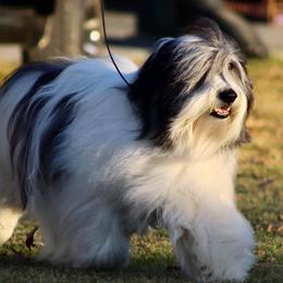 Bella - Polish Lowland Sheepdog