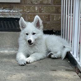 Boy 1 Hoshi - White male Berger Blanc Suisse puppy in Orland Park, Illinois from Starfyre Berger Blanc Suisse