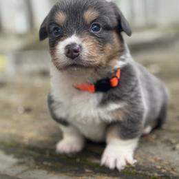 Kai (orange) - Blue male Pembroke Welsh Corgi puppy in East Oakdale, California from Rhettro Kennels
