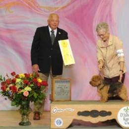 Norfolk Terrier and Norwich Terrier All Grown Up from Infinity Kennels