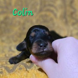 Colin - Black and tan male Dachshund puppy in Windom, Minnesota from Aster Creek Dachshunds & Australian Shepherds