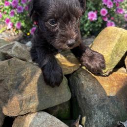 Paddy - Liver female Miniature Schnauzer puppy in Dunlap, Tennessee from Beards of Glory