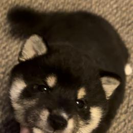 Shiba Inu Puppies from The Animal Farm Shiba Inus & Mameshibas