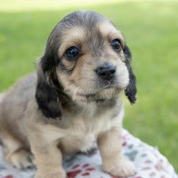 Daphne - Cream female Dachshund puppy in Boswell, Indiana from Golden Moose Homestead
