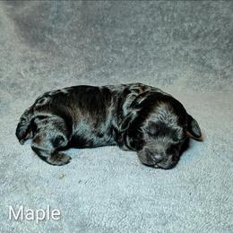 Maple - Brown female Cockapoo puppy in Sunset, Louisiana from Cano Cockapoos