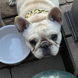 Mei mei - French Bulldog