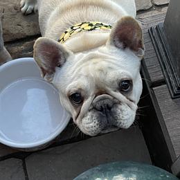 Mei mei - French Bulldog