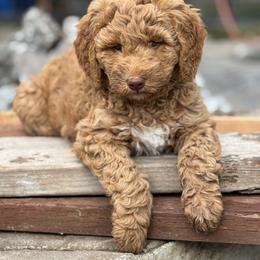 Double Doodle and Goldendoodle Puppies from Red White and Doodle
