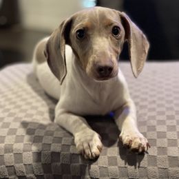 Kaiser - Dachshund