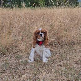 Cavalier King Charles Spaniel puppies from Sunny Valley Cavaliers