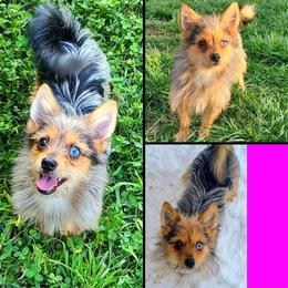 Zoe - Companion Cross